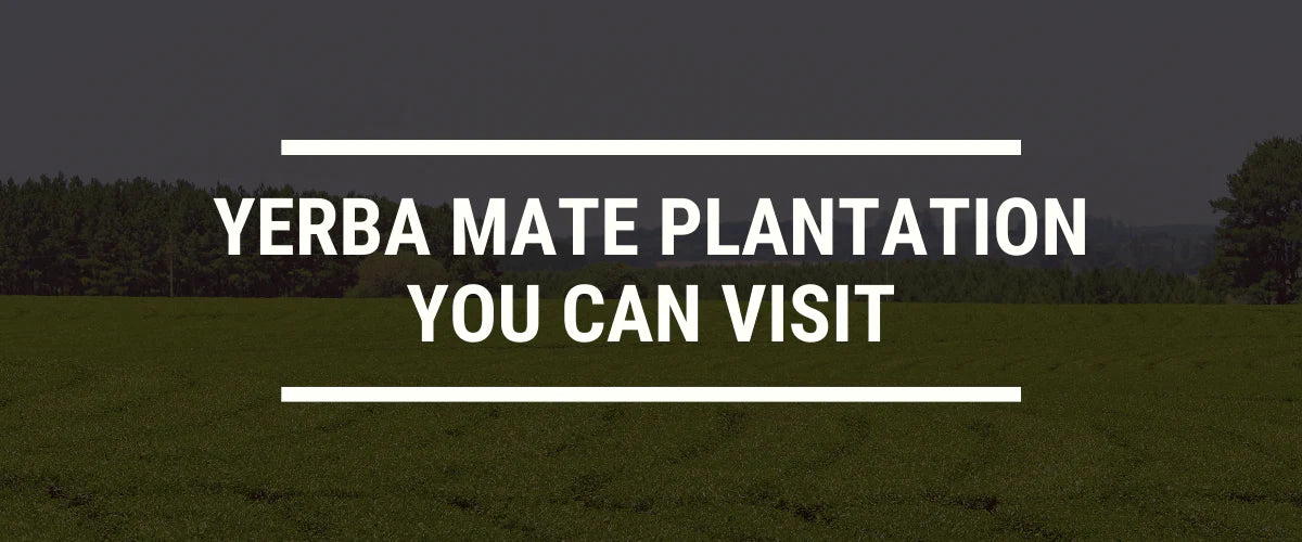 Yerba Mate Plantations You Can Visit