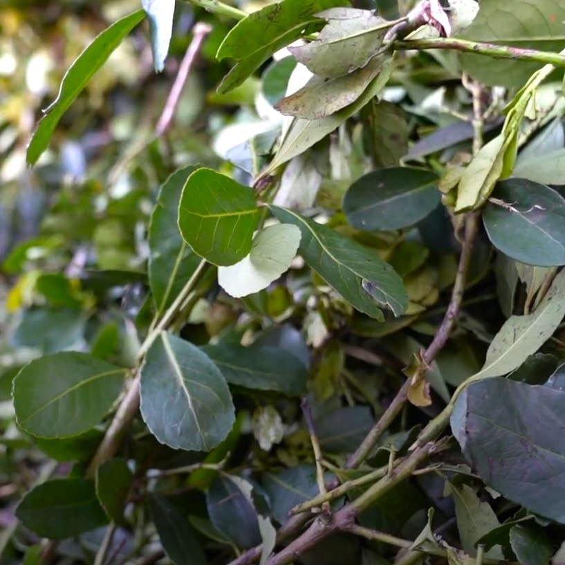 How to grow a yerba mate tree