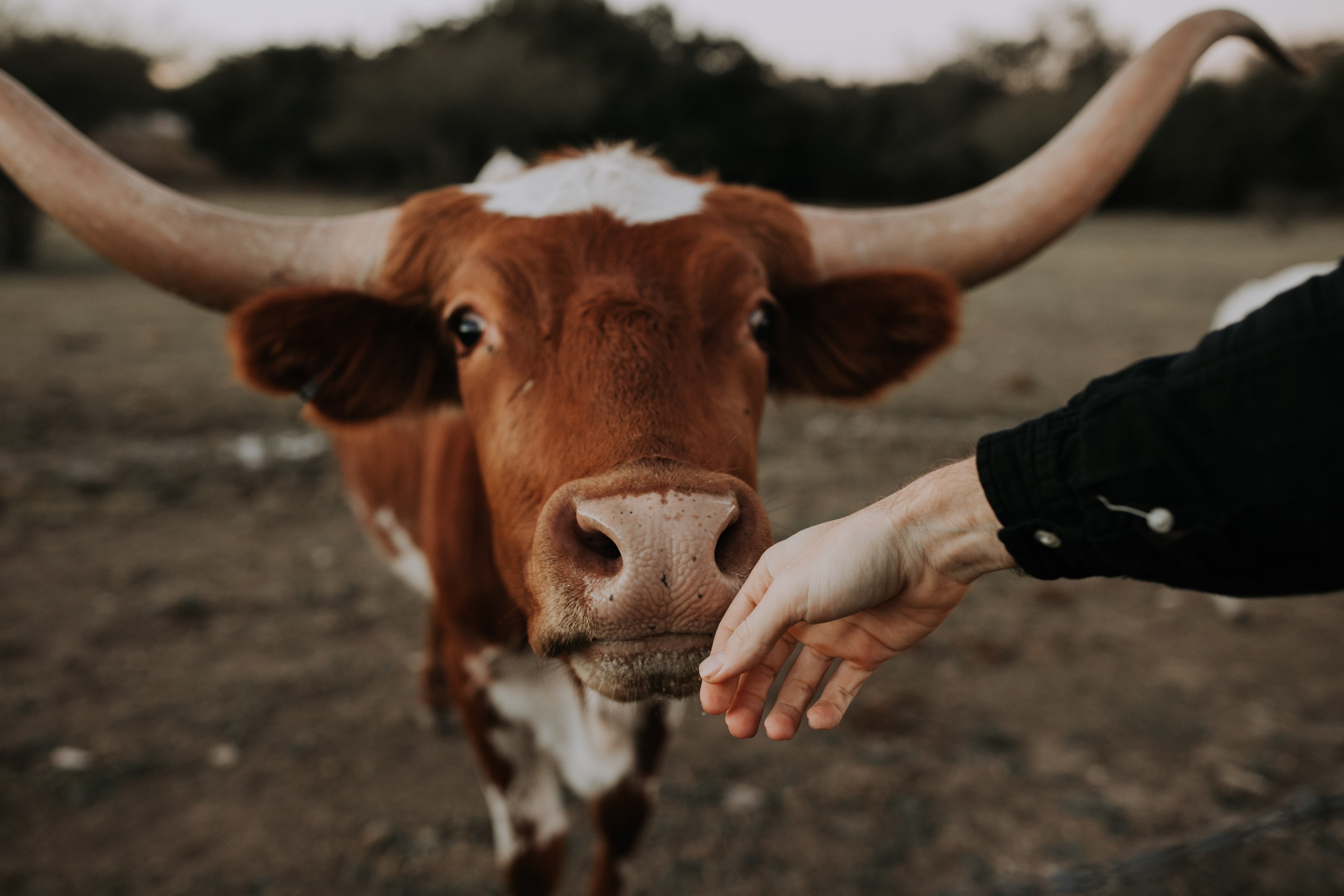Austin Texas cow yerba mate
