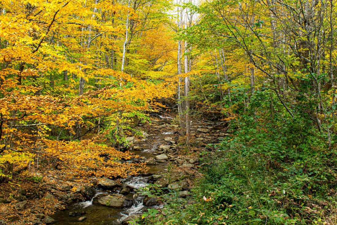 Where to Buy Yerba Mate in Vermont