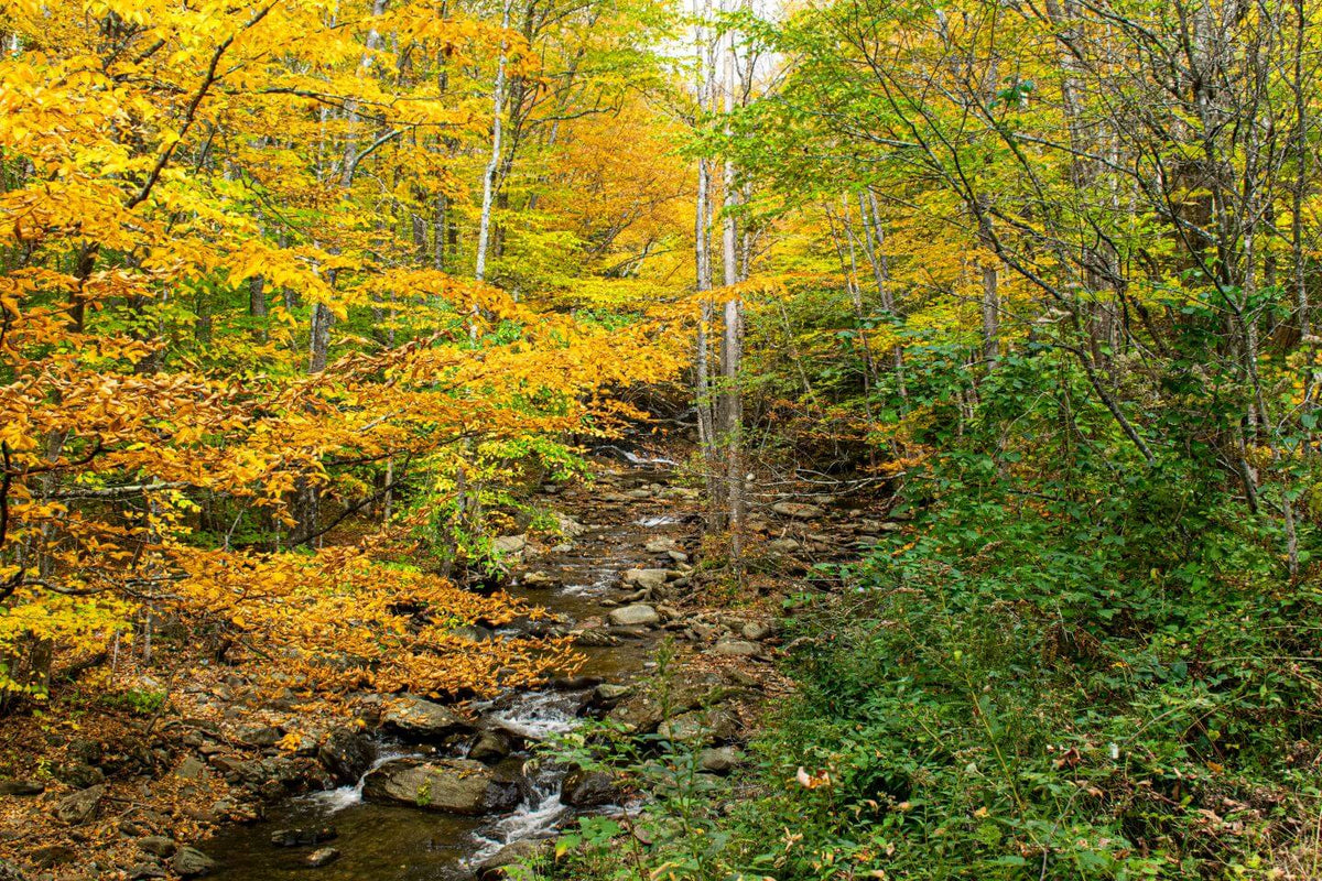Where to Buy Yerba Mate in Vermont