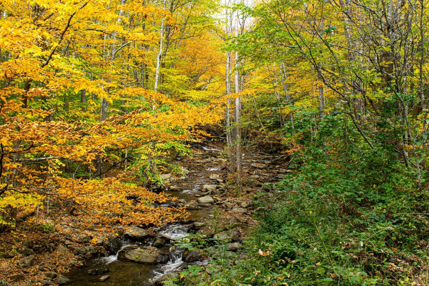 Where to Buy Yerba Mate in Vermont