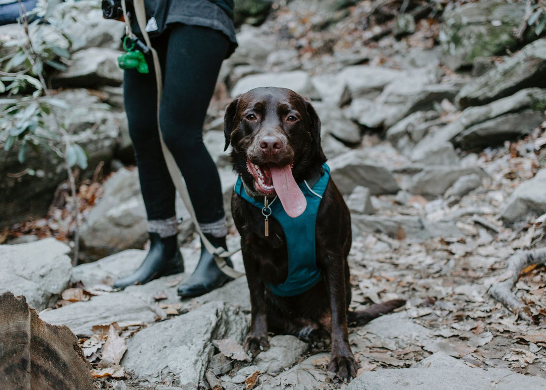 North Carolina dog loves yerba mate