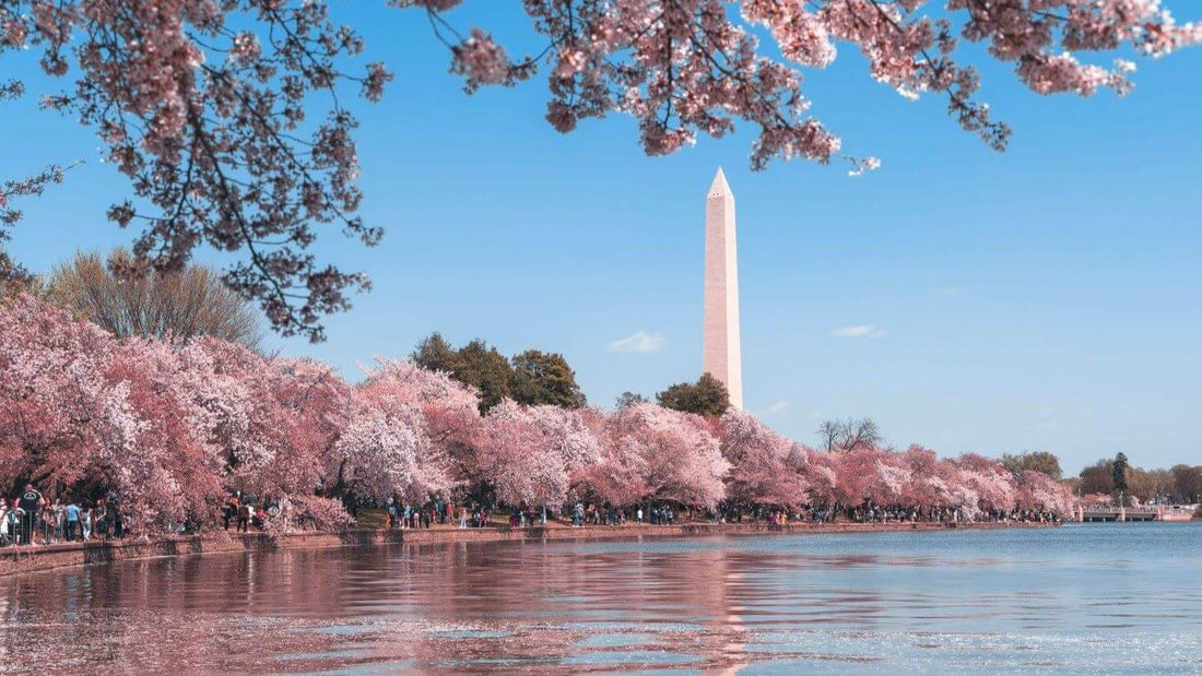 buy yerba mate Washington DC Maryland