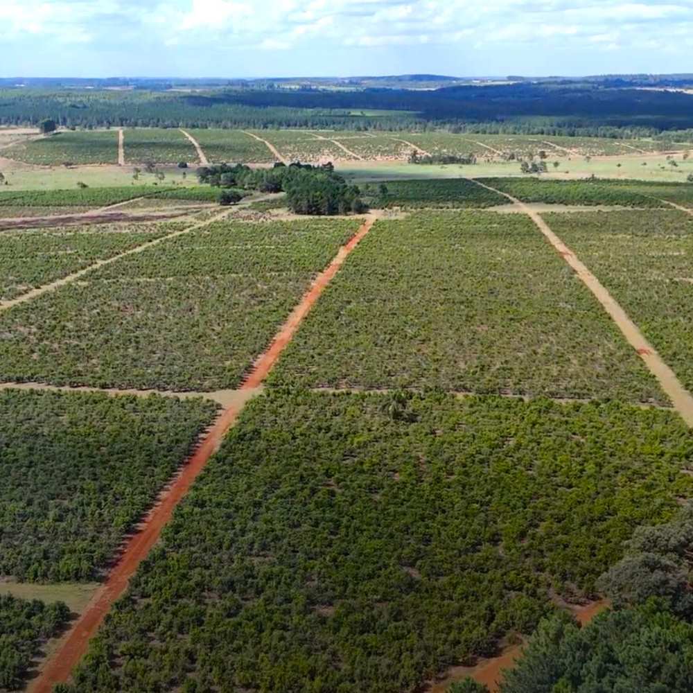 Yerba mate farms to visit