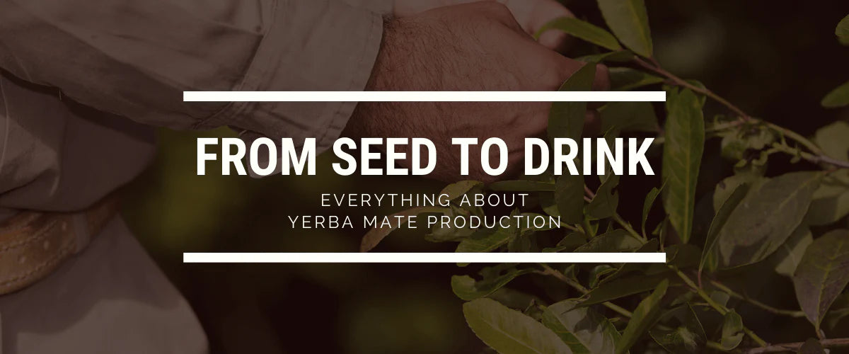 From Seed to Drink: Everything About Yerba Mate Production