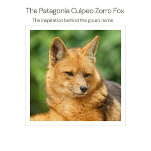 Culpeo Fox from Patagonia Argentina beautiful coat like anchico wood mate