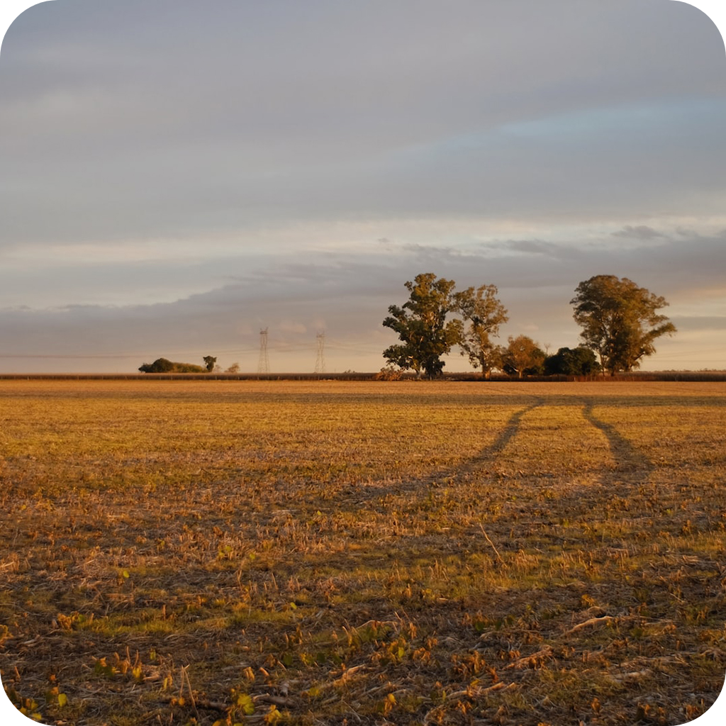 La Pampa argentina home of Calden tree